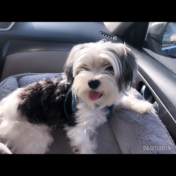 Meet your Posher, Stacey - Picture 5 of 8